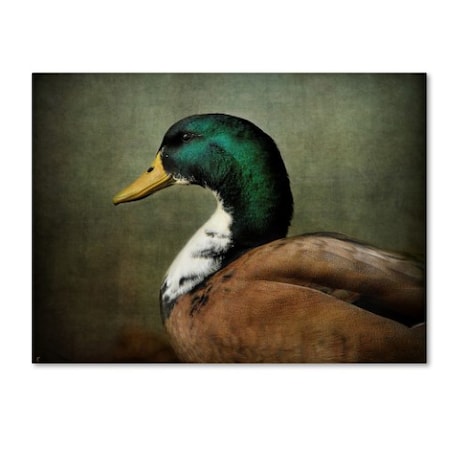 Jai Johnson 'Mallard Duck Portrait' Canvas Art,14x19